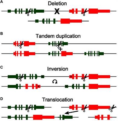 Progressive insights into fibrosarcoma diagnosis and treatment: leveraging fusion genes for advancements